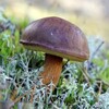 польський (1)